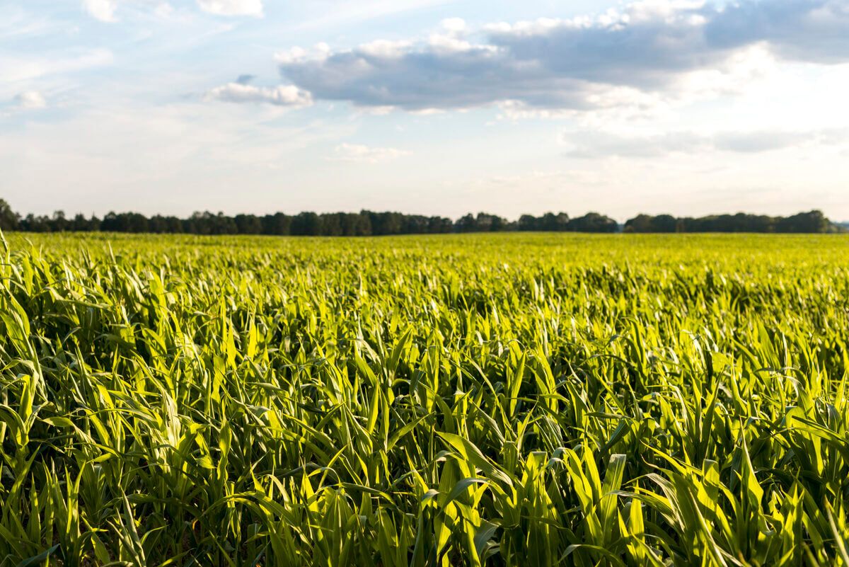 Vers une agriculture durable